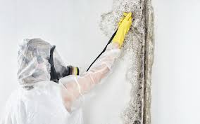 Why You Should Choose Our Mold Remediation Services in Tamiami, FL